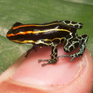 Small Dart frog sitting on a fingernail