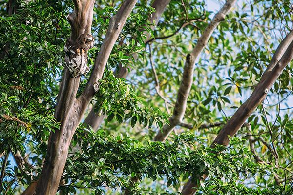 Aria Amazon’s 4-Day Itinerary Day Two -.Sloth Sighting.