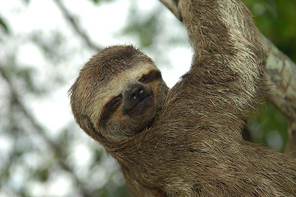 Aria Amazon’s 8-Day Itinerary Day Two - Three-Toed Sloth Sighting.